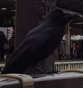 Crow