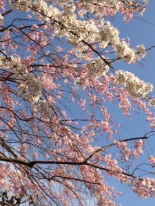 cherry & weeping cherry