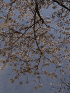 reflection of sakura