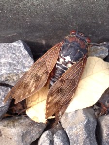 cicada