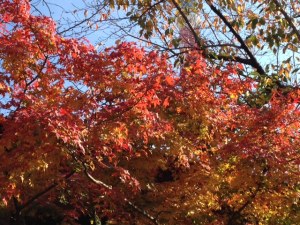 autumn colours kamiyacho