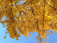 ginkgo