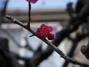 plum blossom