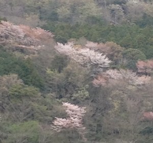 mountainsakura