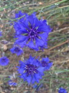 St. Michael cornflowers